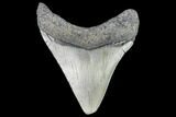 Juvenile Megalodon Tooth - Georgia #111615-1